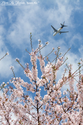narita201204_05.jpg