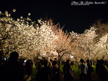 sakura2012_01.jpg