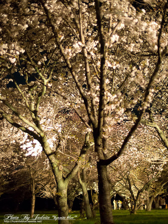 sakura2012_02.jpg