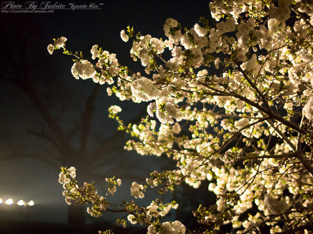 sakura2012_03.jpg