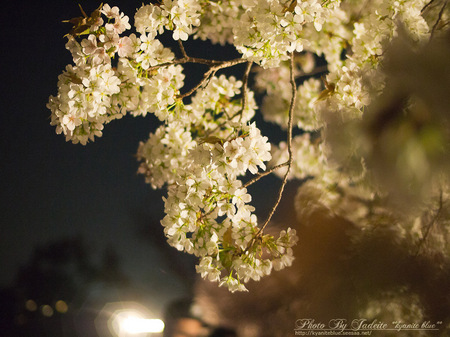 sakura2012_04.jpg