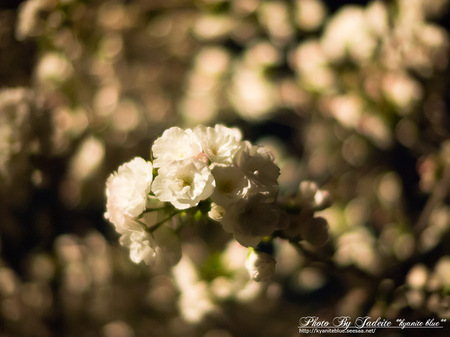 sakura2012_05.jpg