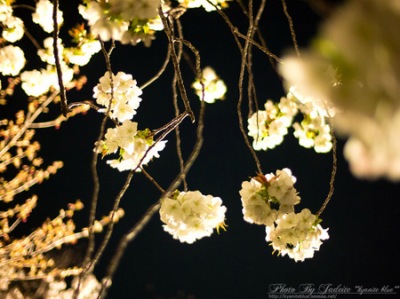 sakura2012_07.jpg