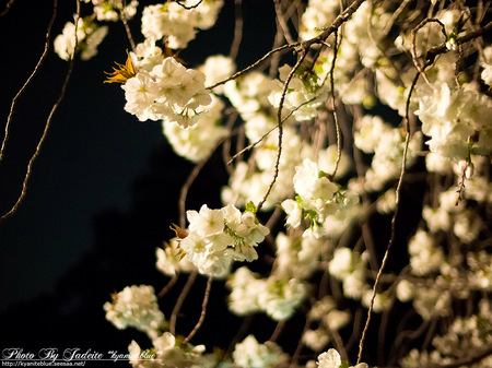 sakura2012_08.jpg