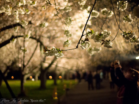 sakura2012_09.jpg