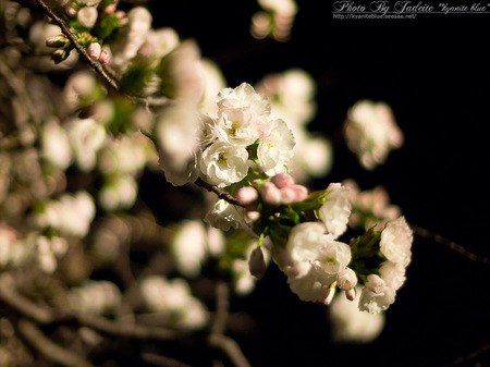 sakura2012_10.jpg
