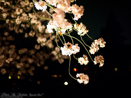 sakura2012_13.jpg