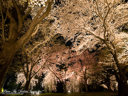 sakura2012_15.jpg