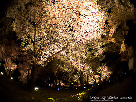 sakura2012_16.jpg