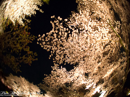 sakura2012_17.jpg