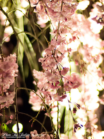sakura2012_18.jpg