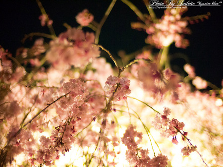 sakura2012_19.jpg
